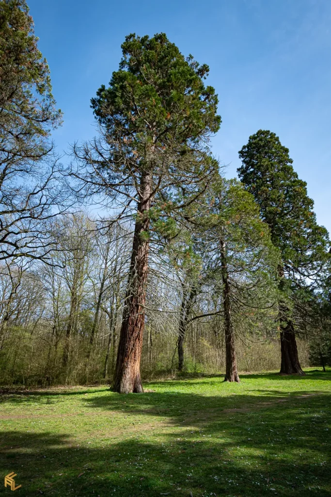 Essonne : le domaine de Courances se pare des couleurs du Portugal