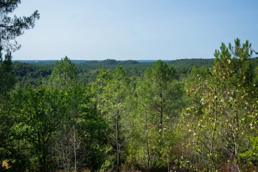 Se mettre au vert dans la forêt des 3 pignons à Fontainebleau